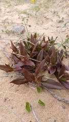 Asclepias candida (Asclepias candida)
