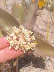 Asclepias candida (Asclepias candida)