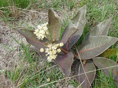 Asclepias candida (Asclepias candida)
