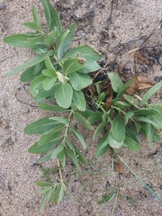 Asclepias candida (Asclepias candida)