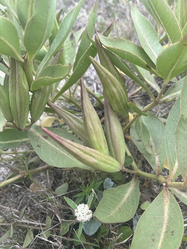 Asclepias candida (Asclepias candida)