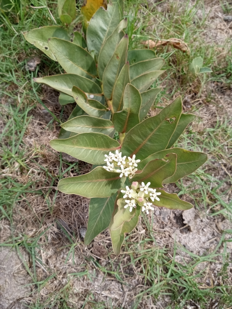 Asclepias candida (Asclepias candida)