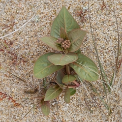 Asclepias candida (Asclepias candida)