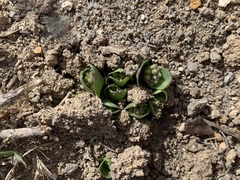 Pallid milkweed (Asclepias cryptoceras)