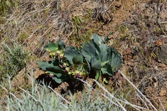 Pallid milkweed (Asclepias cryptoceras)
