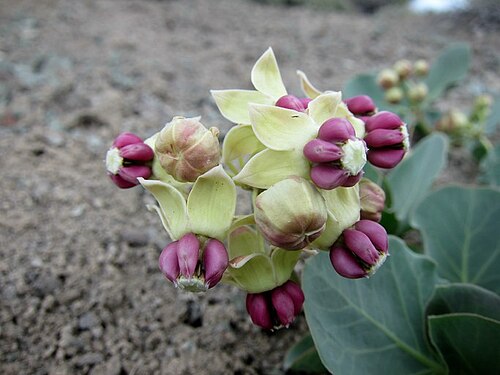 Pallid milkweed: Asclepias cryptoceras , Eureka County, Nevada, USA. This photo is in the public domain and may be freely used for any purpose