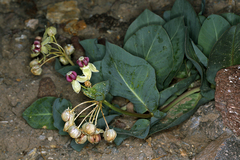 Pallid milkweed (Asclepias cryptoceras)