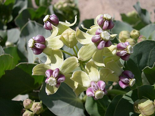 Pallid milkweed: Asclepias cryptoceras ssp. davisii in southwest Idaho