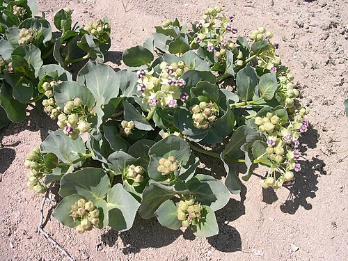 Pallid milkweed: Asclepias cryptoceras ssp. davisii plant in southwest Idaho