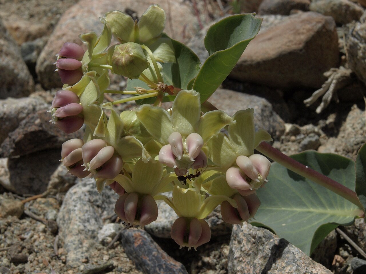 Pallid milkweed: cow cabbage, Asclepias cryptoceras, Pine Nut Mountains, elevation 1740 m