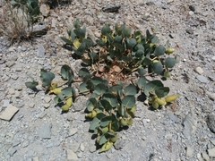 Pallid milkweed (Asclepias cryptoceras)