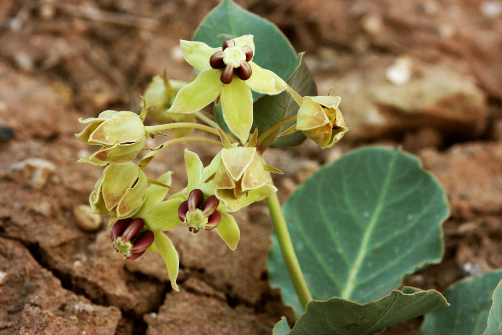 Pallid milkweed (Asclepias cryptoceras)