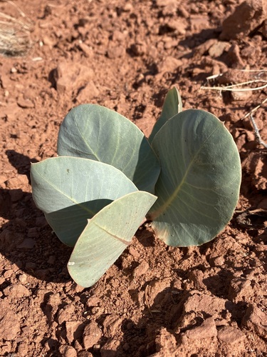 Pallid milkweed (Asclepias cryptoceras)