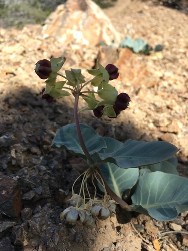Pallid milkweed (Asclepias cryptoceras)