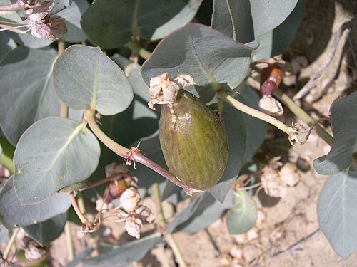 Pallid milkweed: Asclepias cryptoceras ssp. davisii fruit in southwest Idaho