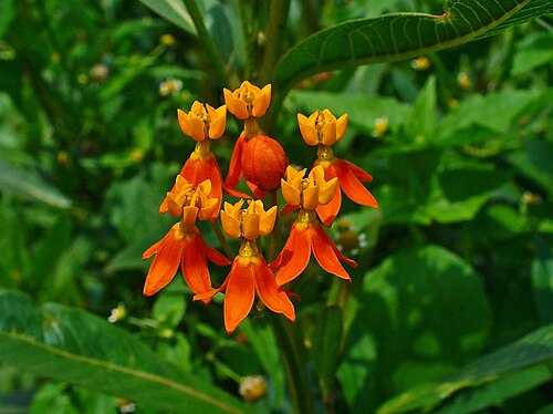 Bloodflower: Asclepias curassavica , Apocyanaceae, Mexican Butterfly Weed, Blood-flower, Scarlet Milkweed, Inflorescence. The blooming plants are used in homeopathy as remed