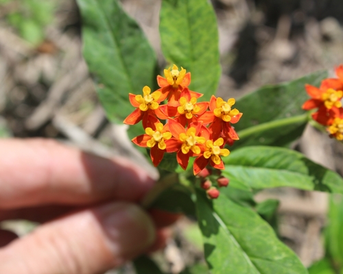 Bloodflower (Asclepias curassavica)
