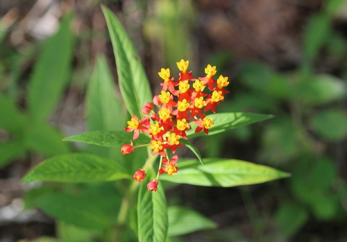 Bloodflower (Asclepias curassavica)
