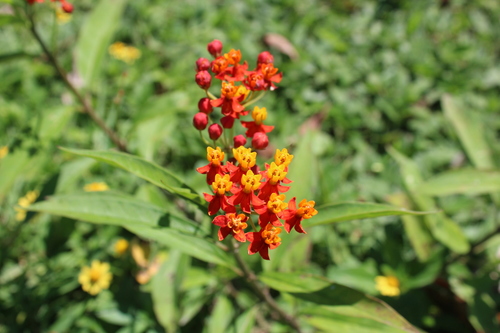 Bloodflower (Asclepias curassavica)