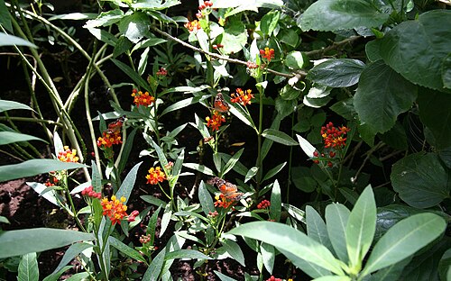 Bloodflower: Anartia amathea on flowers of Asclepias curassavica at the butterfly zoo inside the Palmenhaus at Burggarten in Vienna .
