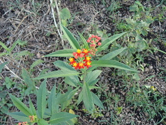Bloodflower (Asclepias curassavica)