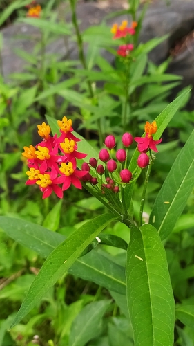 Bloodflower (Asclepias curassavica)