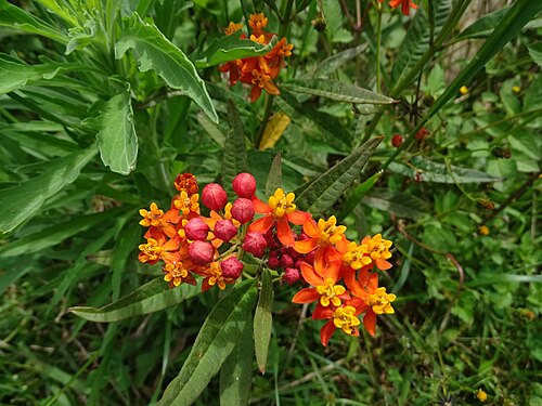 Bloodflower: Velikonočni otok - Rano Kau – grmasta svilnica