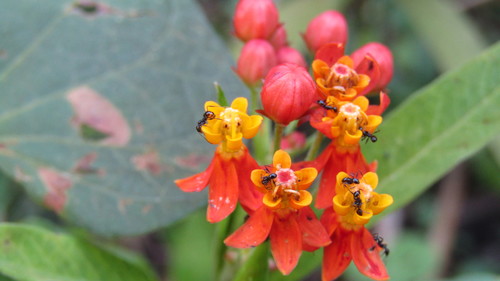 Bloodflower (Asclepias curassavica)