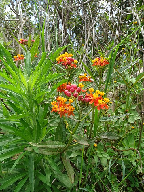 Bloodflower: Velikonočni otok - Rano Kau – grmasta svilnica
