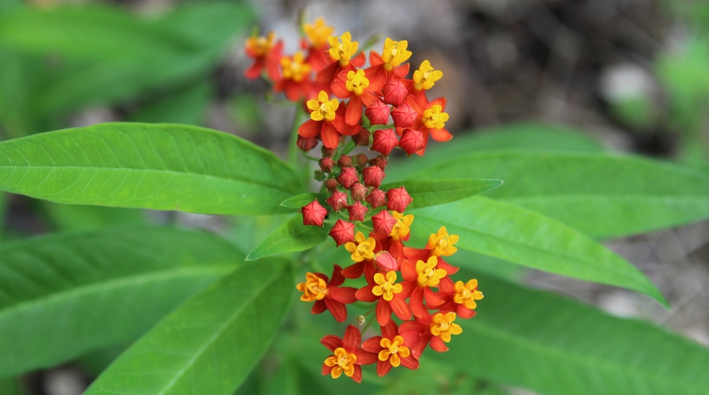 Bloodflower (Asclepias curassavica)