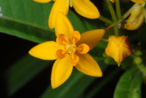Bloodflower (Asclepias curassavica)