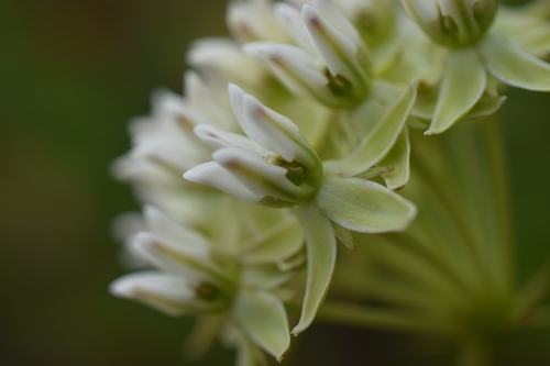 Curtiss' milkweed (Asclepias curtissii)