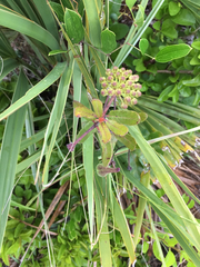 Curtiss' milkweed (Asclepias curtissii)