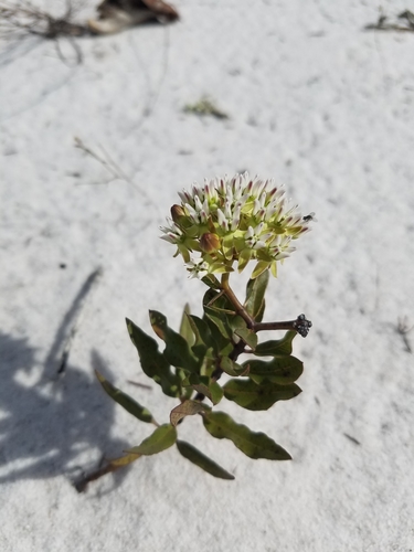 Curtiss' milkweed (Asclepias curtissii)