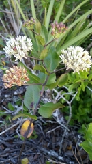 Curtiss' milkweed (Asclepias curtissii)
