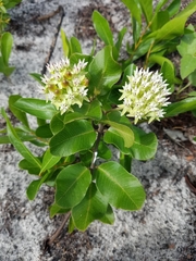 Curtiss' milkweed (Asclepias curtissii)