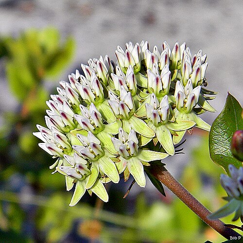Curtiss' milkweed: The endangered Curtiss' Milkweed greeting the morning Sun in the oak scrub at Juno Dunes Natural Area. This was taken before the swarm of queen butterflies arri