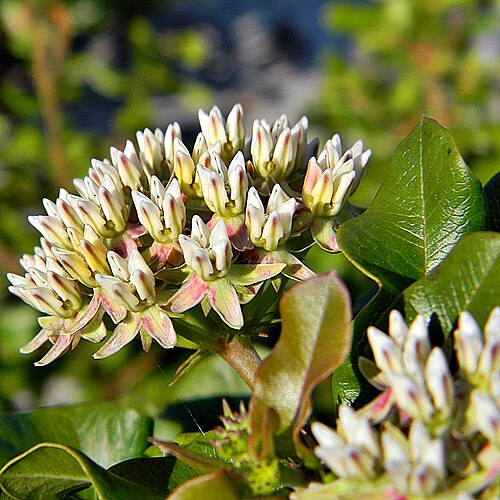 Curtiss' milkweed: Curtiss' milkweed (Asclepias curtissii Gray ) in full bloom growing in the oak scrub on an ancient sand dune. This endangered Florida endemic is amazing and eve