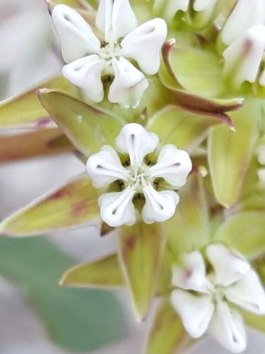 Curtiss' milkweed (Asclepias curtissii)