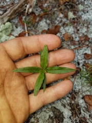 Curtiss' milkweed (Asclepias curtissii)