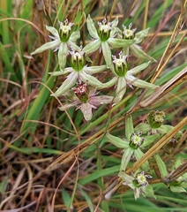 Asclepias eminens (Asclepias eminens)