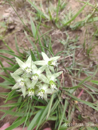 Asclepias eminens (Asclepias eminens)