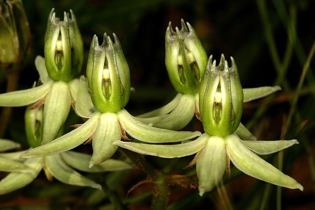 Asclepias eminens: Asclepias eminens , flowers; in relict grassland on shale, University of Pretoria Experimental Farm, Hillcrest, Pretoria, Gauteng, South Africa