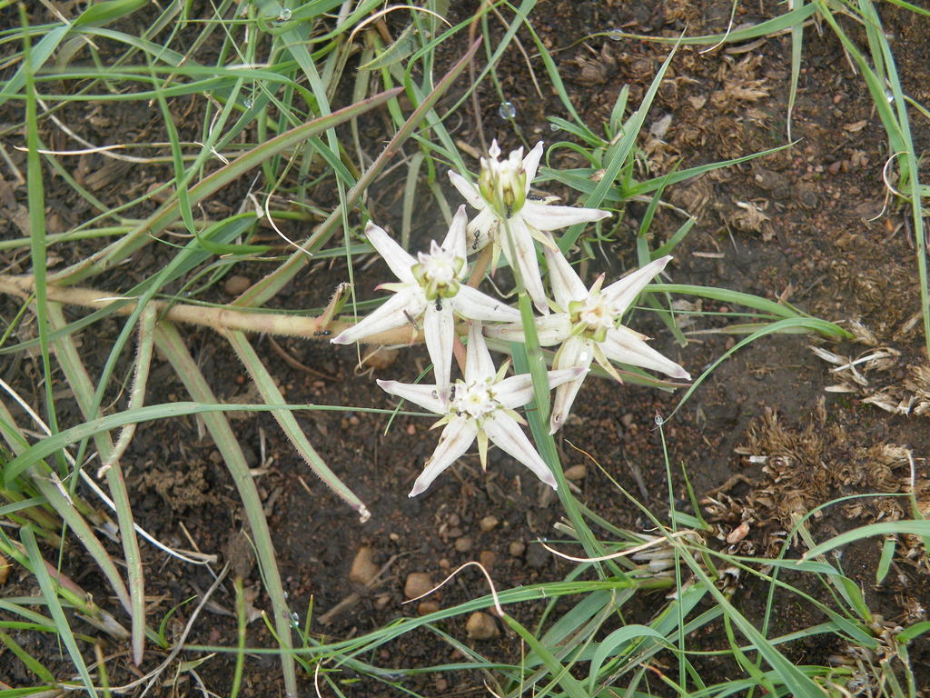 Asclepias eminens (Asclepias eminens)