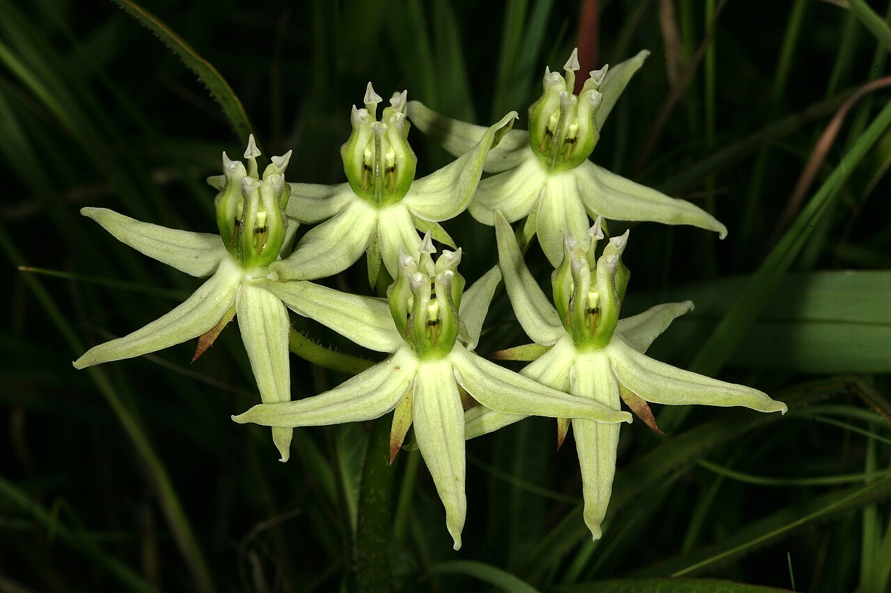 Asclepias eminens: Asclepias eminens , inflorescence; in relict grassland on shale, University of Pretoria Experimental Farm, Hillcrest, Pretoria, Gauteng, South Africa