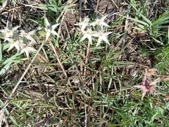 Asclepias eminens (Asclepias eminens)
