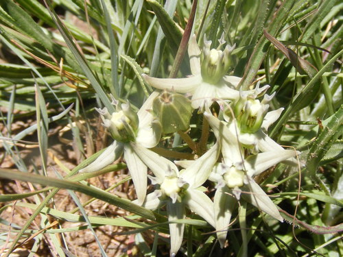 Asclepias eminens (Asclepias eminens)