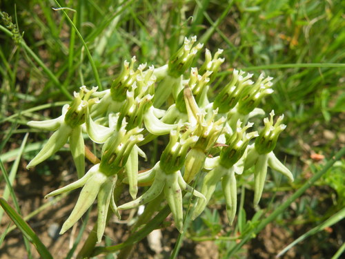 Asclepias eminens (Asclepias eminens)