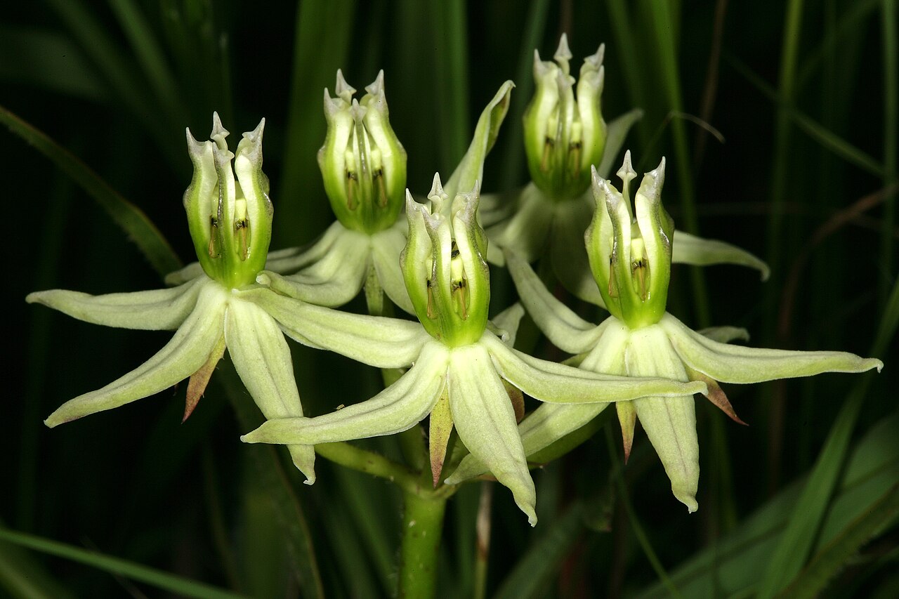 Asclepias eminens: Asclepias eminens , inflorescence; in relict grassland on shale, University of Pretoria Experimental Farm, Hillcrest, Pretoria, Gauteng, South Africa