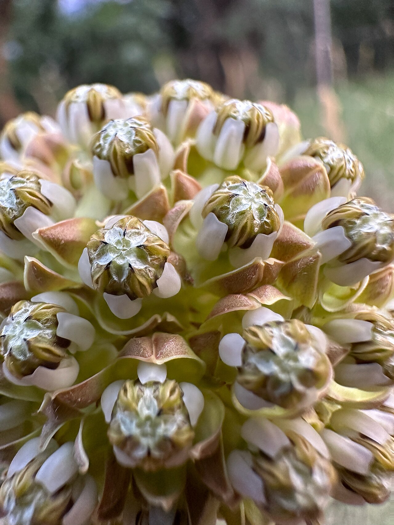 Engelmann's milkweed: Asclepias engelmanniana flowers close up, west of the hogback, Deer Creek Canyon, Jefferson County, Colorado, US